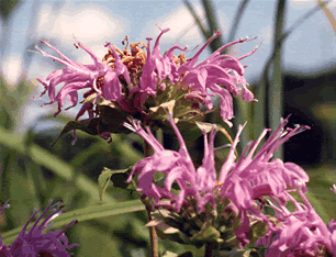 Monarda s0067p2